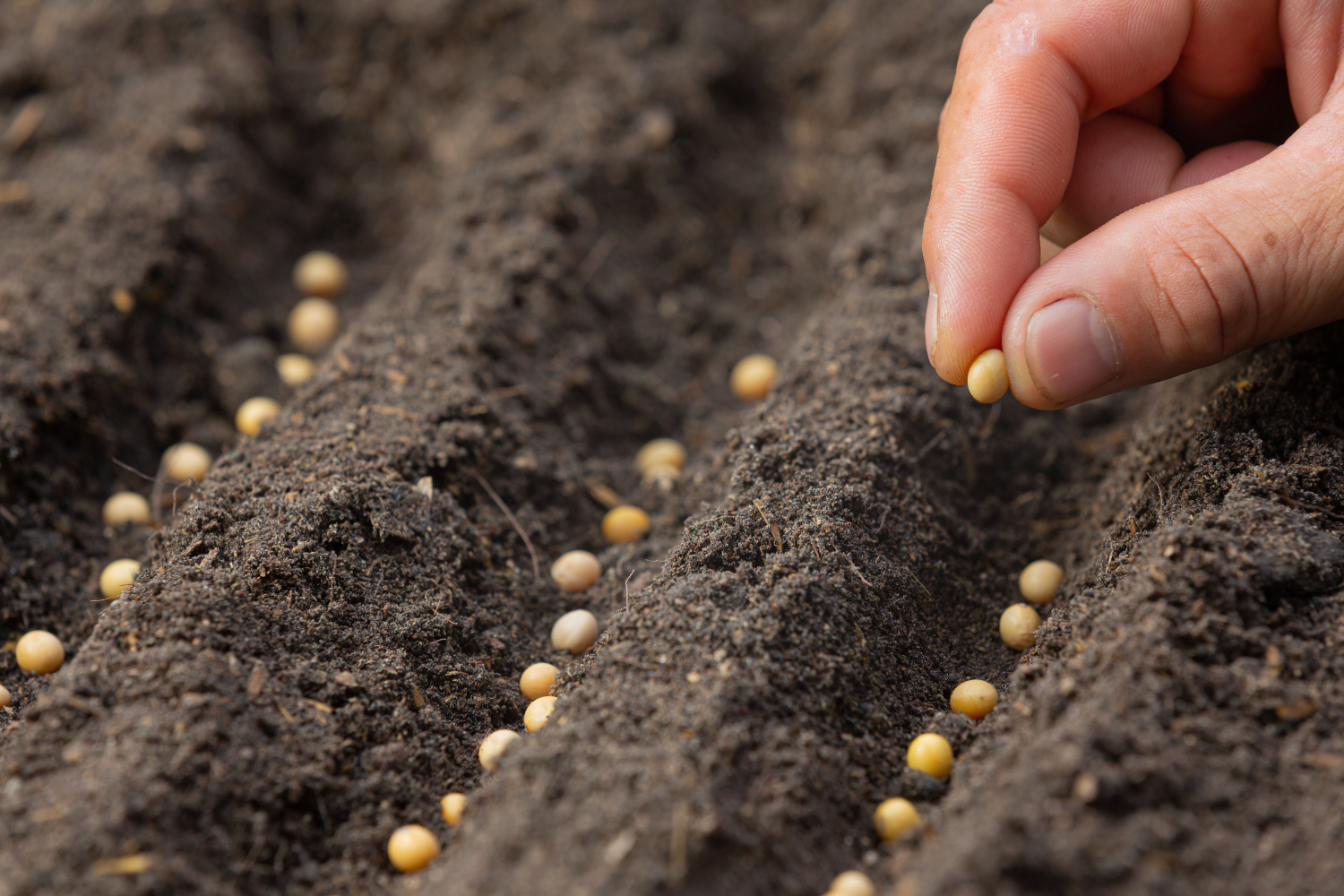 imagem de ferramentas agriculas